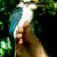 Micronesian Kingfisher